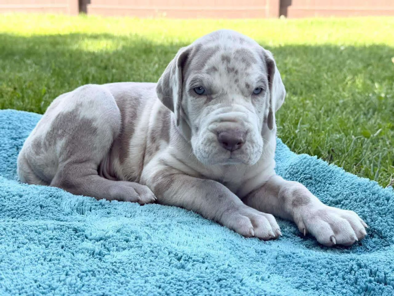 Great Dane puppy ready for delivery